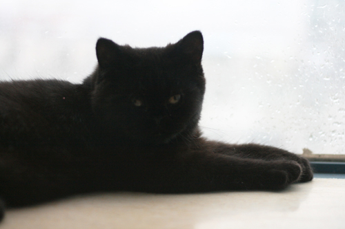 『小黑猫丸子の幸福生活』猫咪生活图片记录 