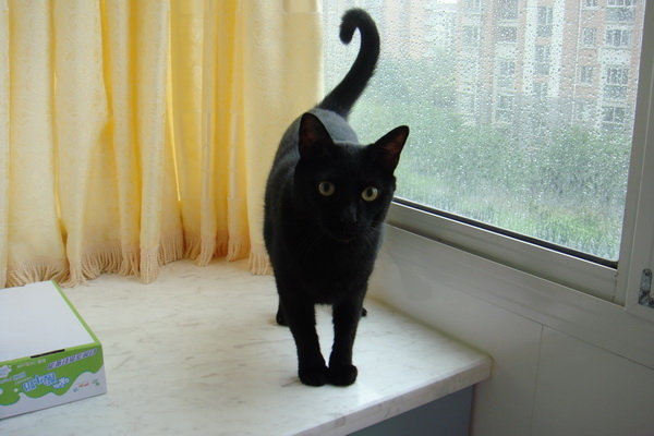 俄罗斯蓝猫;加菲免费领养!~找爱她的爸爸妈妈