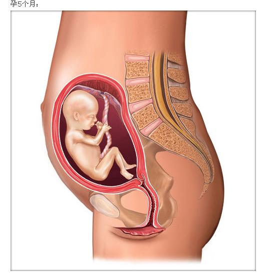 怀孕110天胎儿图片